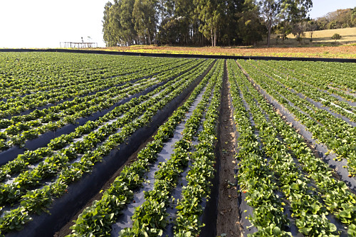 Plantação de morangos