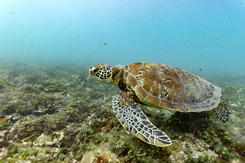 Tartaruga-verde ou tartaruga-aruanã no fundo do mar - Parque Nacional Marinho Fernando de Noronha
