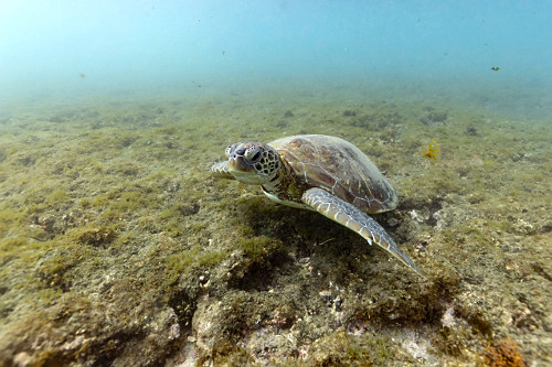Tartaruga-verde ou tartaruga-aruanã no fundo do mar - Parque Nacional Marinho Fernando de Noronha