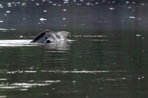 Anta jovem nadando no Rio Anhanduí