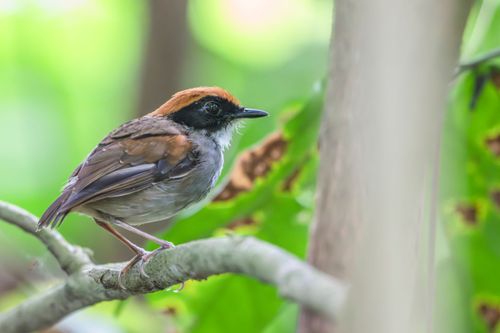 Cuspidor-de-máscara-preta ou chupa-dente-de-máscara - Conopophaga sp