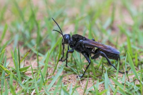Vespa denominada mata-cavalo , marimbondo-caçador , marimbondo-cavalo - Pepsis sp