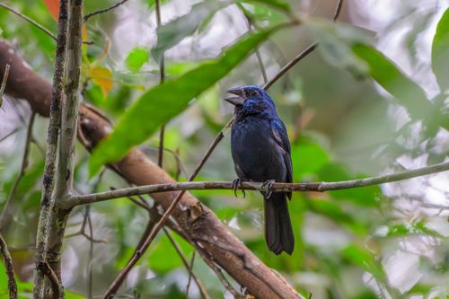 Azulão-da-amazônia ou azulão-da-mata