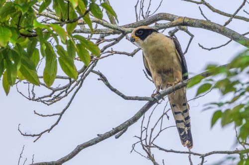 Acauã ou macauá , acanã , cuã , cauã , coã , deus-quer-um ,  gavião-coveiro , papa-cobra , etc
