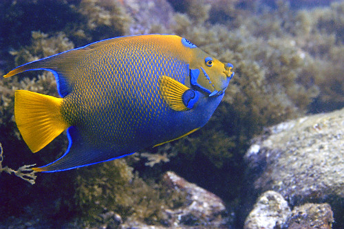 Peixe anjo ou ciliares amarelo - Parque Nacional Marinho de Fernando de Noronha