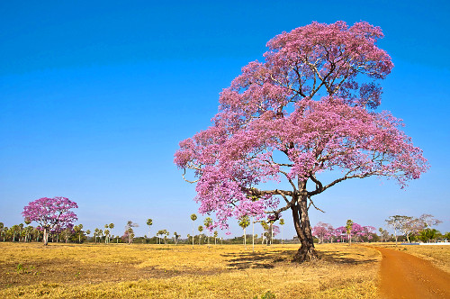 ipê de flor roxa | Pulsar Imagens | Banco imagens do Brasil