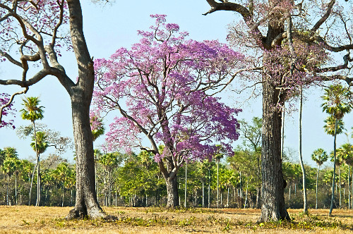 ipê de flor roxa | Pulsar Imagens | Banco imagens do Brasil