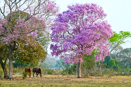 ipê de flor roxa | Pulsar Imagens | Banco imagens do Brasil