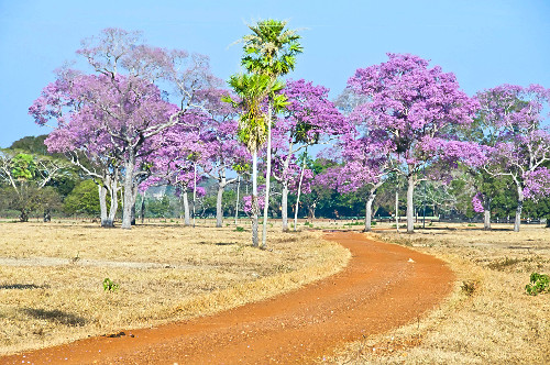 ipê de flor roxa | Pulsar Imagens | Banco imagens do Brasil