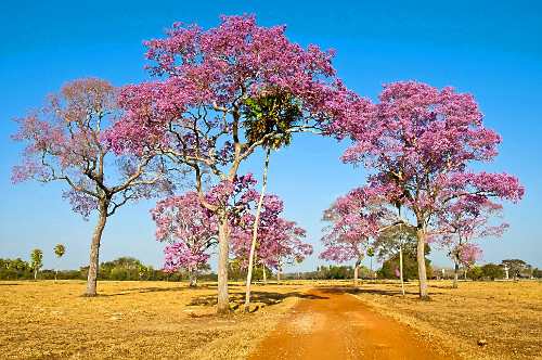 ipê de flor roxa | Pulsar Imagens | Banco imagens do Brasil