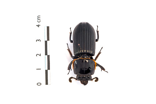 14LW672