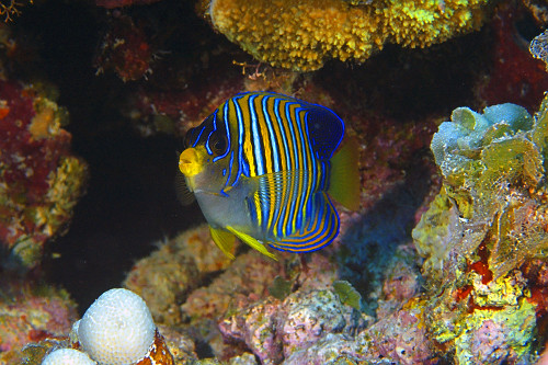 Peixe-anjo real - Pygoplites diacanthus - Atol de Namu - Ilhas Marshall