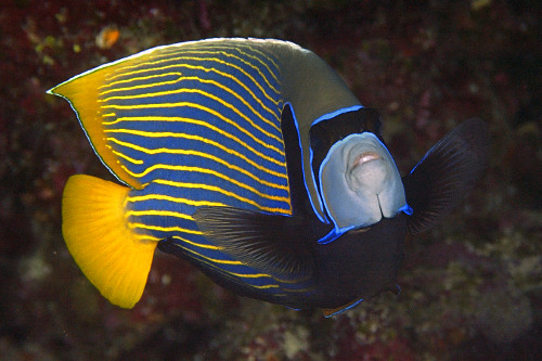 Peixe-anjo imperador - Pomacanthus imperator -  Atol de Namu - Ilhas Marshall