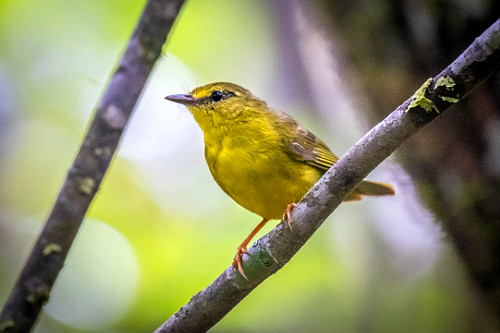 Canário-do-mato - Parque Nacional da Chapada dos Veadeiros - também conhecido como pula-pula e pula-pula-ama