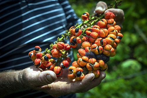 guaraná | Pulsar Imagens | Banco imagens do Brasil