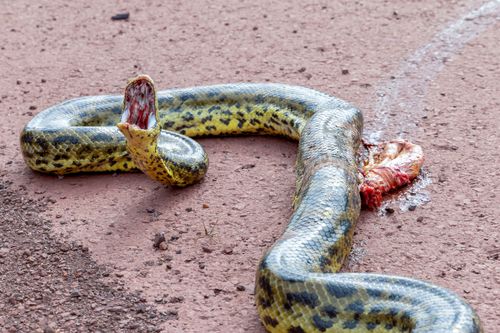 anaconda | Pulsar Imagens | Banco imagens do Brasil