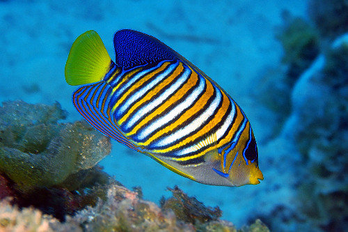 Peixe-anjo real - Pygoplites diacanthus - Atol de Namu - Ilhas Marshall