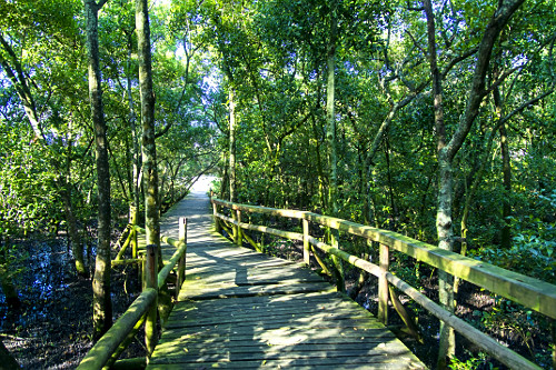 manguezal do itacorubi | Pulsar Imagens | Banco imagens do Brasil