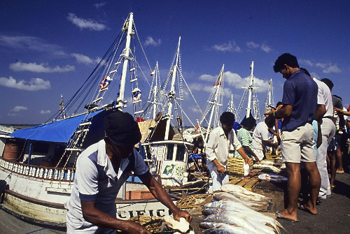 Venda de peixe no Mercado Vêr-o-Peso