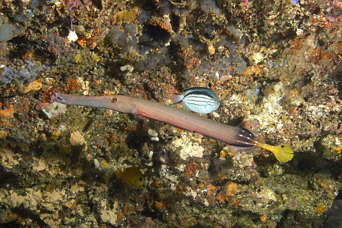 Peixe-trombeta - Aulostomus chinensis - e fêmea de peixe-anjo - Genicanthus lamarck - Puerto Galera
