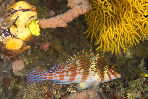 Peixe-falcão-anjo - Cirrhitichthys falco - Puerto Galera - Ilha de Mindoro - Filipinas