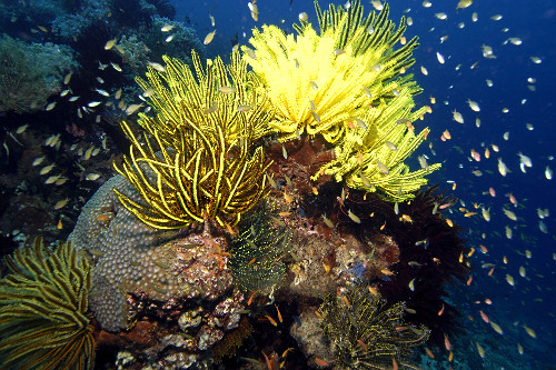 Cabeço de coral coberto de crinóides e corais-laranja - Tubastrea