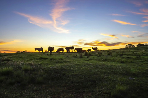 17GG698