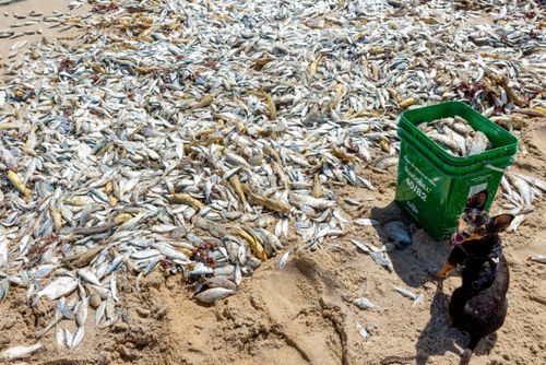 Peixes descartados por pescadores após pesca de arrasto em praia - Polo Costa Branca 