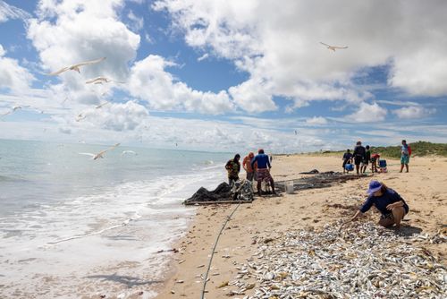 Peixes descartados por pescadores após pesca de arrasto em praia - Polo Costa Branca 