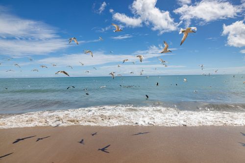 Revoada de pássaros na Praia de Galos - Costa Branca 