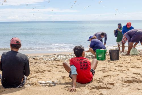 Peixes descartados por pescadores após pesca de arrasto em praia - Polo Costa Branca 