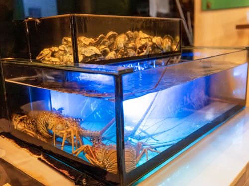 Lagostas e ostras em aquário à venda em restaurante especializado em frutos do mar