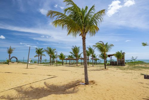 Irrigação em pé de coqueiro na areia da praia 