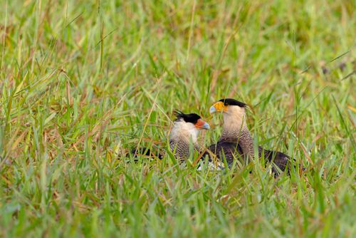 Casal de carcarás - também caracará , carancho , caracaraí , gavião-calçudo e de-queimada - Parque estad