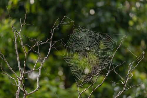 Gotículas de água em teia de aranha no Parque Estadual Morro do Diabo