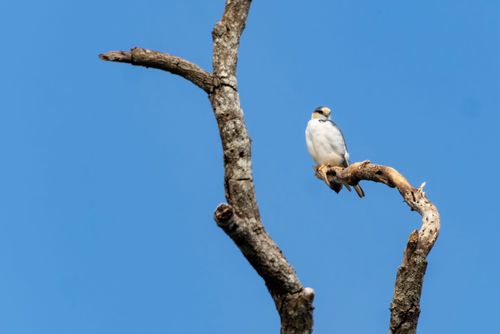 Gaviãozinho na Parque Estadual Morro do Diabo - menor espécie de gavião do Brasil
