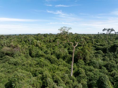 Vista de drone da Mata Atlântica no Parque Estadual Morro do Diabo - preserva uma das últimas grandes áreas