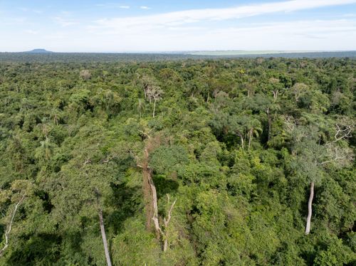 Vista de drone da Mata Atlântica no Parque Estadual Morro do Diabo - preserva uma das últimas grandes áreas