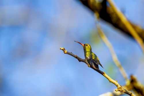Beija-flor-dourado - Hylocharis sp