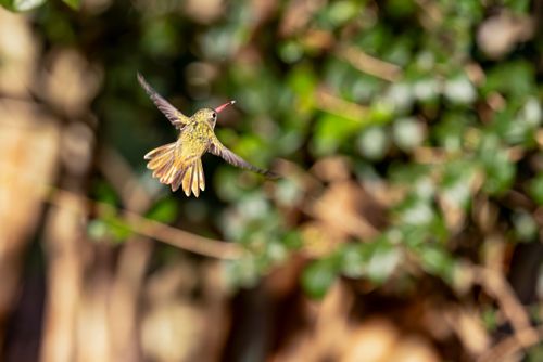 Beija-flor-dourado em voo - Hylocharis sp