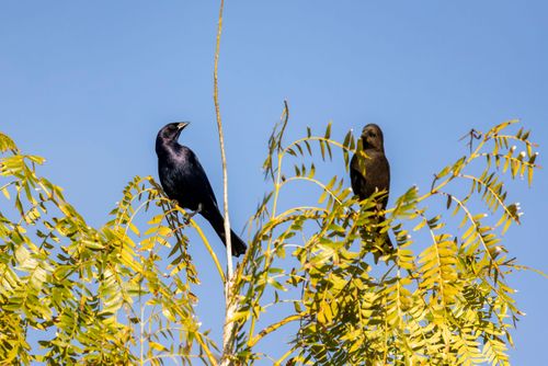 Casal de chupim - também conhecido por godero , godelo , gaudério , cupido , etc