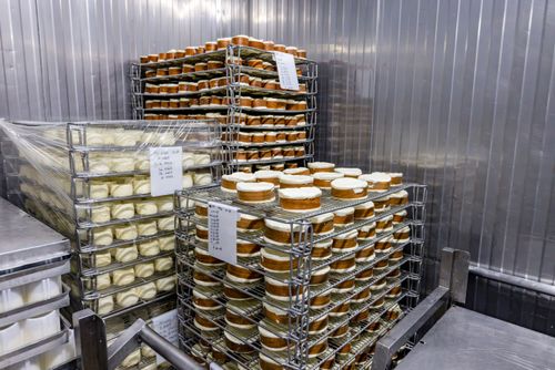 Queijos em câmara fria de maturação - etapa em que ocorre formação do mofo branco