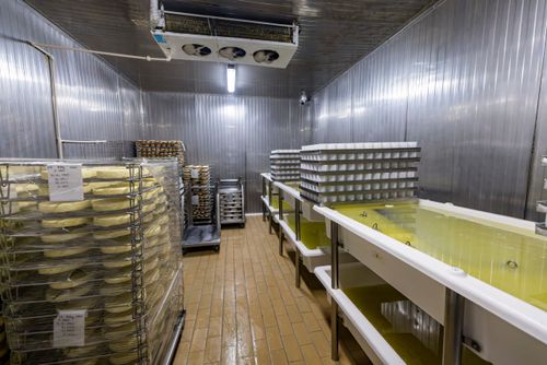 Queijos em tanques de salmoura na câmara fria - etapa da salga antes da maturação