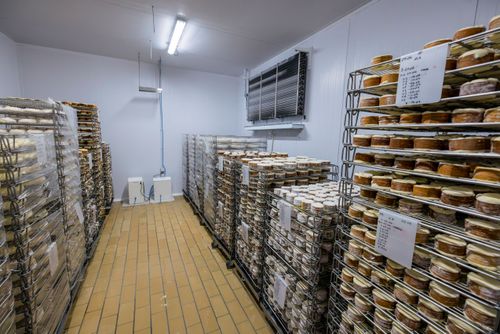 Queijos em câmara fria de maturação - etapa em que ocorre formação do mofo branco