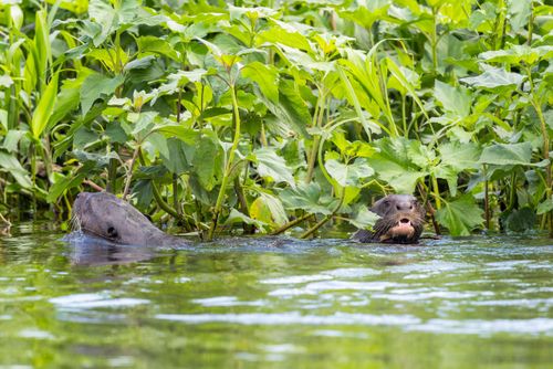 Ariranhas nadando em corixo formado pelo Rio Paraguai - espécie ameaçada de extinção - Serra do Amolar - P