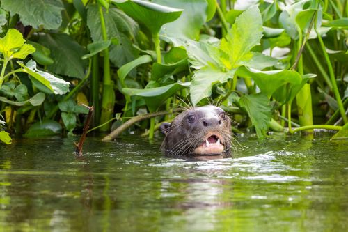 Ariranha nadando em corixo formado pelo Rio Paraguai - espécie ameaçada de extinção - Serra do Amolar - Pa