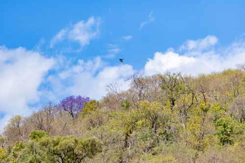 Vegetação de Cerrado na Serra do Amolar - sub-região Pantanal do Paraguai - Pantanal Sul