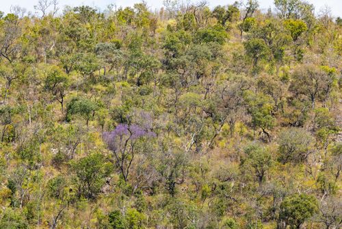 Vegetação de Cerrado na Serra do Amolar - sub-região Pantanal do Paraguai - Pantanal Sul
