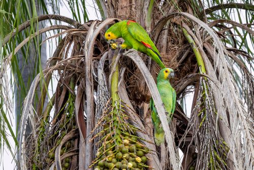 Casal de papagaios-verdadeiros se alimentando de frutos de bocaiúva na Serra do Amolar - sub-região Pantanal