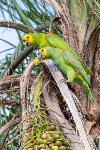Casal de papagaios-verdadeiros se alimentando de frutos de bocaiúva na Serra do Amolar - sub-região Pantanal